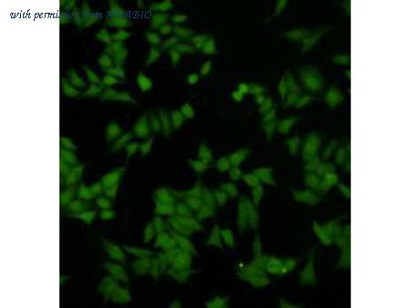 HUABIO R1109-1 image 2