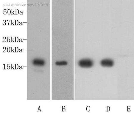 HUABIO R1110-1 image 1