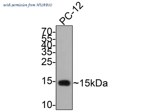 HUABIO R1110-1 image 2