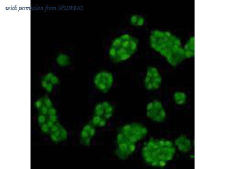 HUABIO R1110-1 image 3