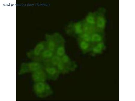 HUABIO R1204-2 image 2