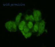 HUABIO R1204-2 image 3