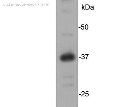 HUABIO R1204-5 image 2