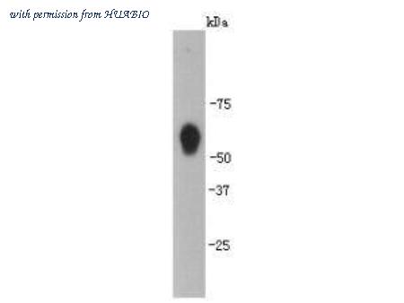 HUABIO R1305-2 image 1