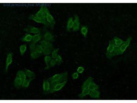 HUABIO R1305-2 image 2