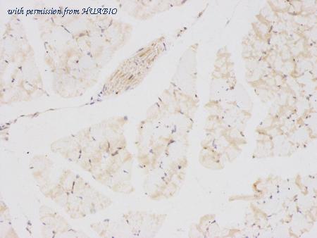 HUABIO R1305-2 image 3