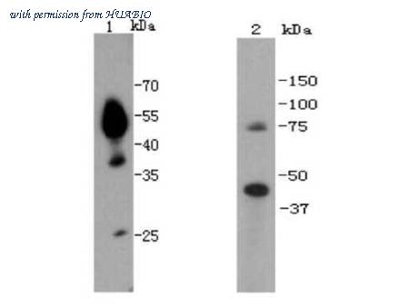 HUABIO R1305-4 image 1
