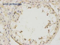 HUABIO R1305-4 image 2