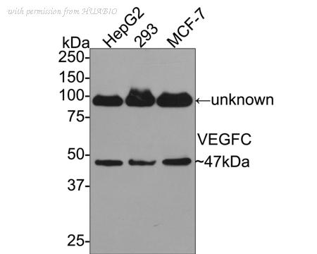 HUABIO R1307-4 image 1