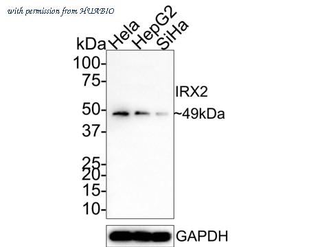 HUABIO R1307-5 image 1