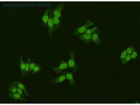 HUABIO R1307-5 image 2