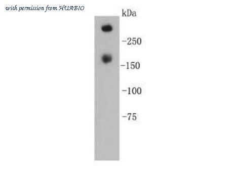 HUABIO R1307-6 image 1