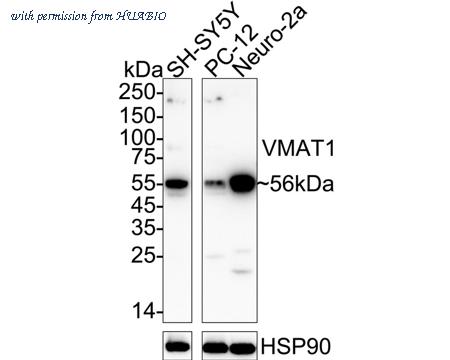 HUABIO R1307-7 image 1