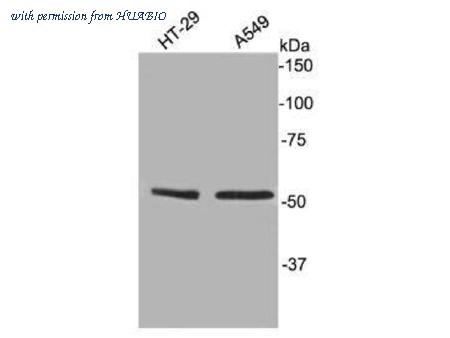HUABIO R1307-8 image 1
