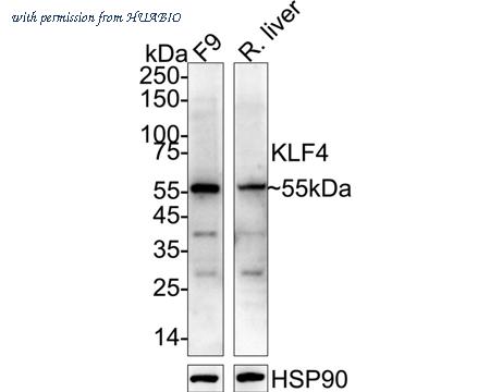HUABIO R1308-1 image 1