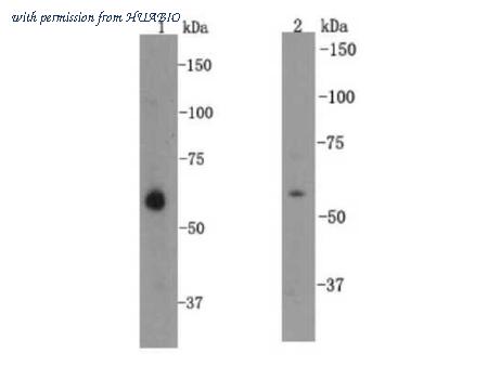 HUABIO R1308-1 image 2