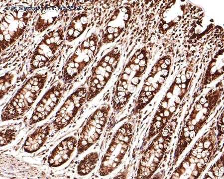 HUABIO R1308-1 image 3