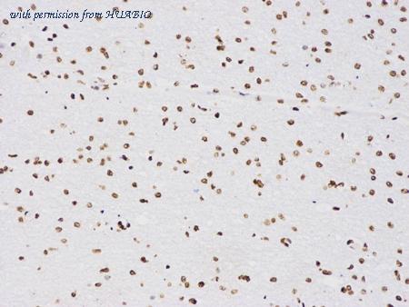 HUABIO R1308-2 image 3