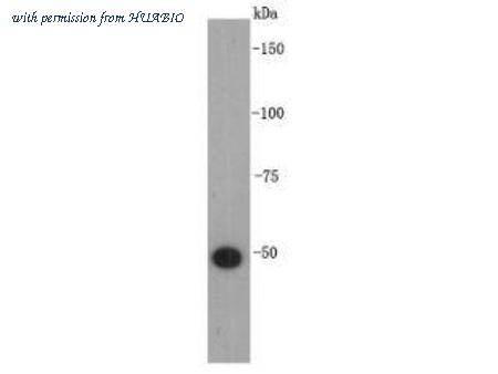 HUABIO R1308-9 image 1