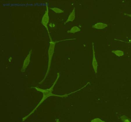 HUABIO R1308-9 image 3