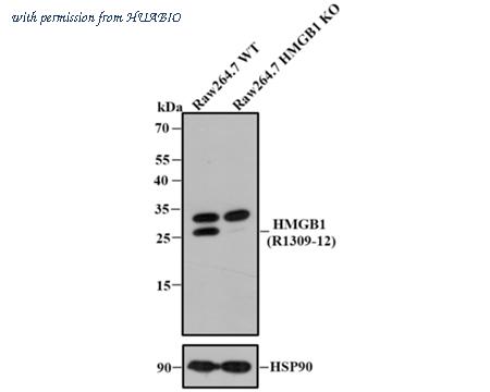 HUABIO R1309-12 image 1