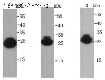 HUABIO R1309-12 image 2