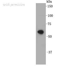 HUABIO R1310-3 image 1