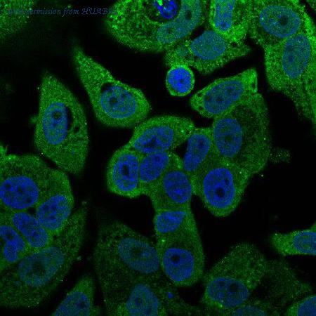 HUABIO R1310-4 image 2