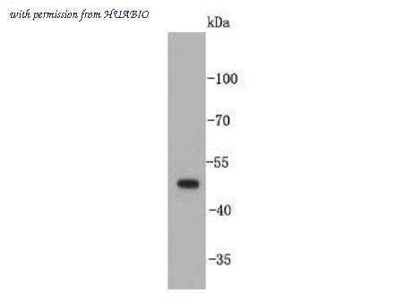 HUABIO R1310-5 image 1