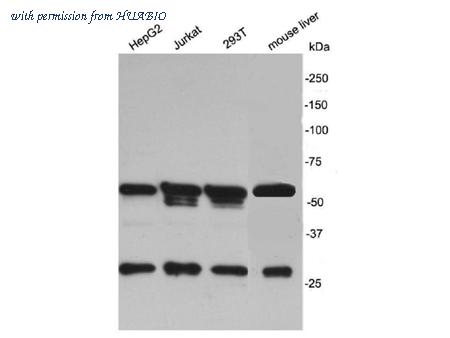 HUABIO R1312-14 image 1