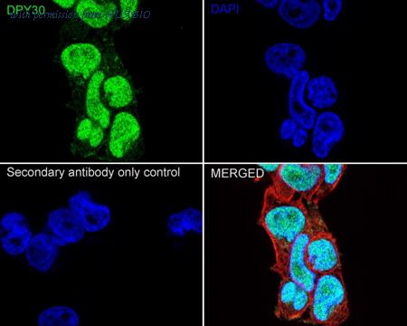 HUABIO R1312-4 image 1