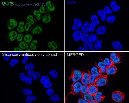 HUABIO R1312-4 image 2