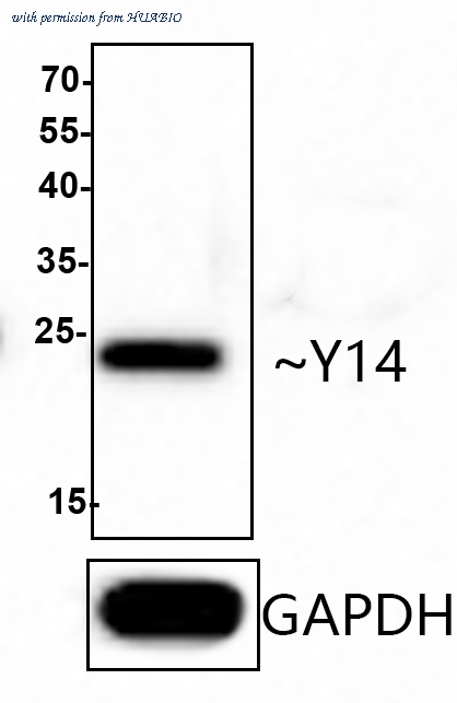 HUABIO R1401-10 image 1