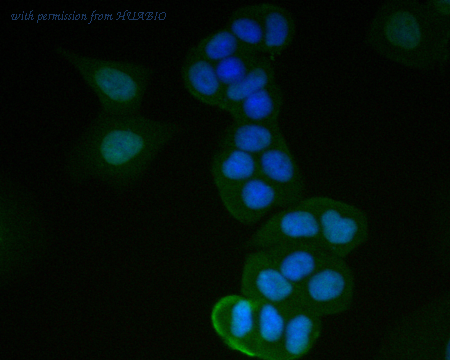 HUABIO R1401-10 image 3