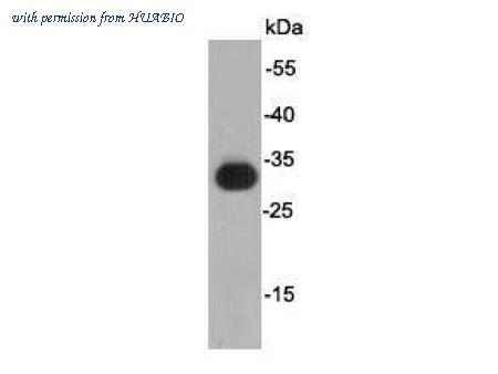 HUABIO R1401-16 image 1