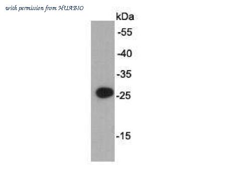 HUABIO R1401-19 image 1