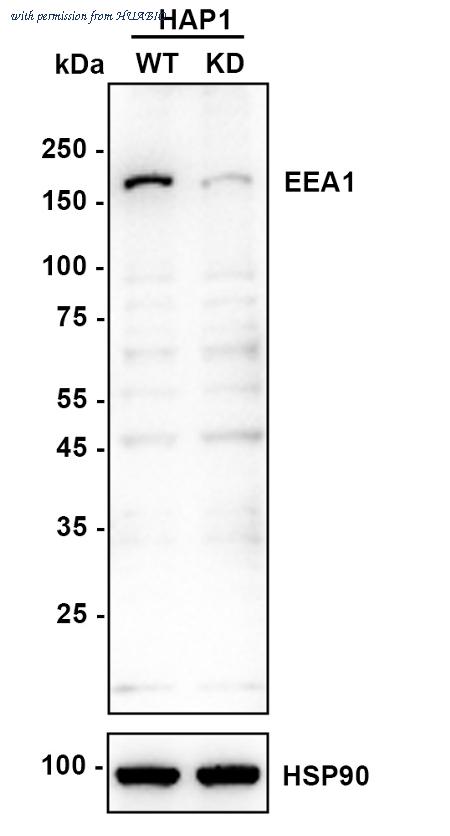 HUABIO R1401-23 image 1