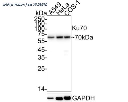 HUABIO R1401-5 image 1