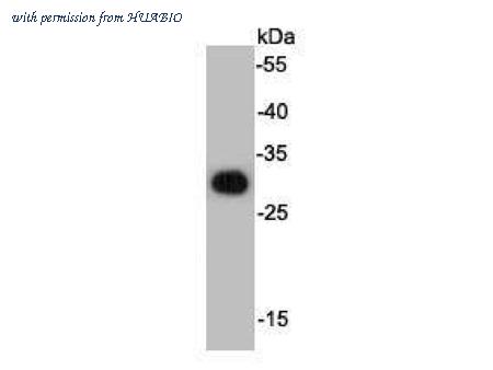 HUABIO R1401-9 image 1