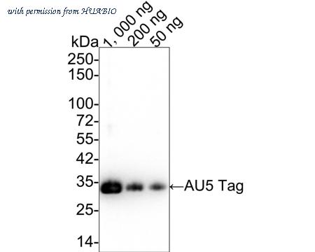 HUABIO R1402-4 image 1