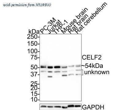 HUABIO R1403-3 image 1