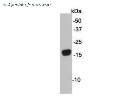 HUABIO R1404-1 image 1