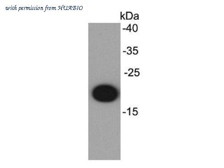 HUABIO R1412-2 image 1