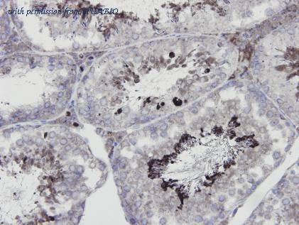 HUABIO R1412-3 image 1