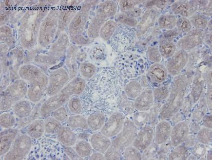 HUABIO R1412-3 image 2