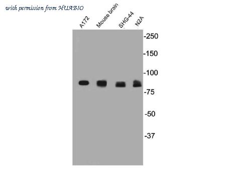 HUABIO R1508-4 image 1