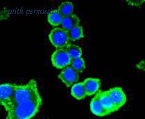 HUABIO R1510-15 image 2