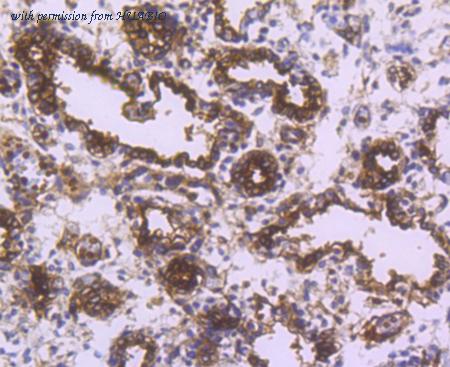 HUABIO R1510-33 image 3