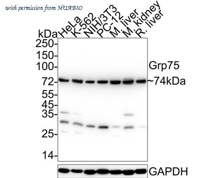 HUABIO R1510-39 image 1
