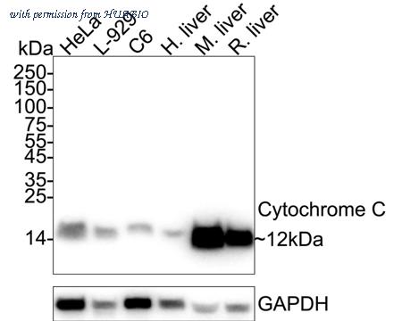 HUABIO R1510-41 image 1